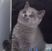 Shyann Cattery - British Shorthair & Russian Blue Cat Breeder - Central Coast, NSW