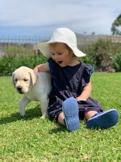 Snowizard Labradors - Labrador Retriever Breeder - Central Coast, NSW