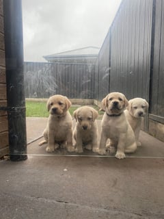 MelBay Labradors - Labrador Retriever Breeder - Central Coast, NSW