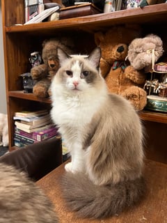 Floofydoll Ragdolls  - Ragdoll Cat Breeder - Perth, WA