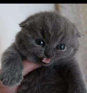 Fluffyfolds Cattery - Scottish Fold & ShorthairBreeder - Melbourne, VIC