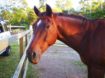 Healing Hooves - Rescue & interactive sessions for all ages & abilities - Gold Coast, Qld