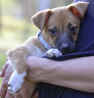 Safe Haven Animal Rescue Inc