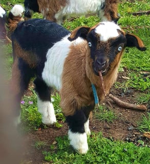 Kirrasumm Kidz Miniature Goat Stud