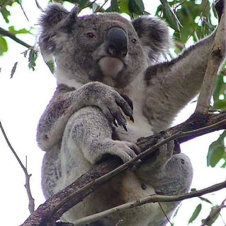 Bangalow Koalas 