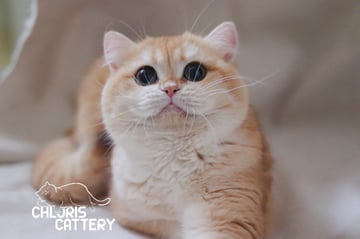 Chloris Cattery - British Shorthair & Scottish Fold Cat Breeder - Melbourne, VIC