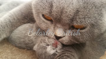 Belarley - British Shorthair Breeder - Cherry Gardens, SA