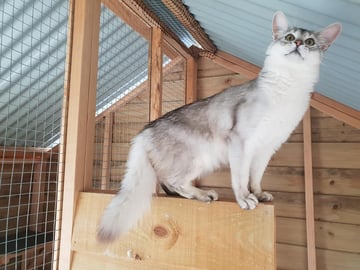 Silamos Silver Somalis - Somali Cat Breeder - Western Flat, SA