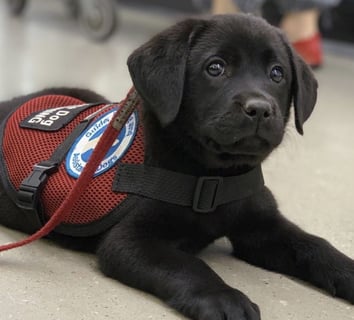 Smart Pups Assistance Dogs for Special Needs Children Inc.