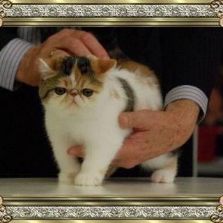 Chainoponds - Persian and Exotic Cat Breeder - Kootingal, NSW