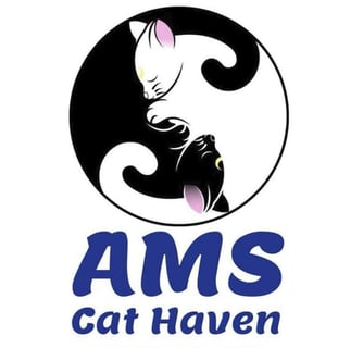 AMS Cat Haven 