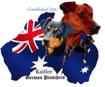 Kaitler Kennels - German Pinscher Breeder - West Wyalong, NSW