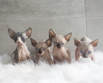 Bald Angel - Sphynx Cat Breeder - Orange, NSW