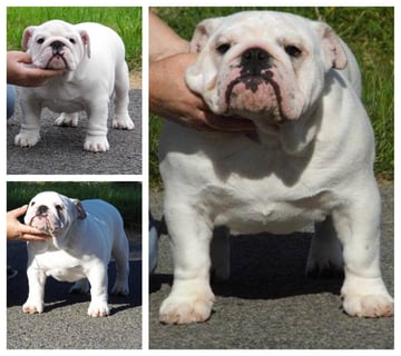 Karazma Kennels - British Bulldog Breeder - Melbourne, VIC