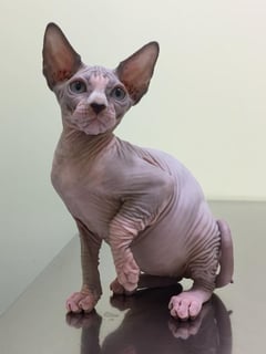 Sempre Sphynx - Sphynx Cat Breeder - Sydney, NSW