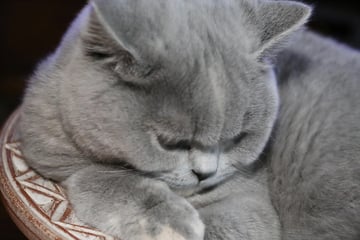 BRITISH SHORTHAIR KITTENS - SHIKOBEE CATTERY 