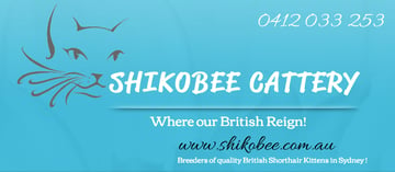 BRITISH SHORTHAIR KITTENS - SHIKOBEE CATTERY - HILLS DISTRICT