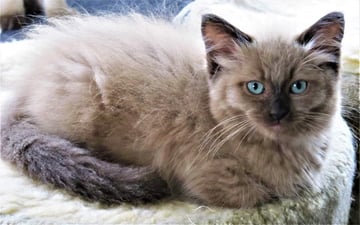 Ragdoll Breeder, Launceston, Northern Tasmania