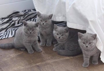 Bordershow British Shorthair Cattery - British Shorthair Breeder - Sandy Flat, NSW