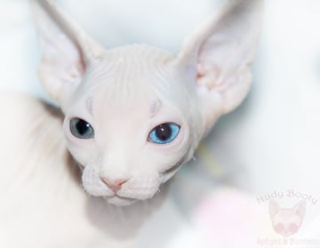 Nudy Booty Sphynx Cat Breeder - Mudgee, NSW