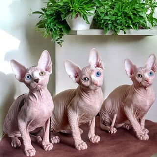 Nudy Booty Sphynx and Bambino Cat Breeder - Mudgee, NSW