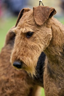 YELOMAN Airedale Terriers - Pure-Breed Airedale Terriers - Gippsland, VIC