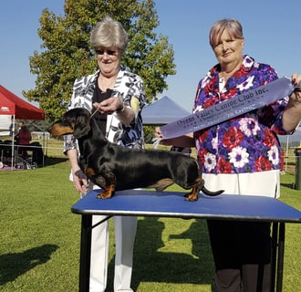 Cottesloe Smooth Dachshunds - Dachshund Breeder, VIC