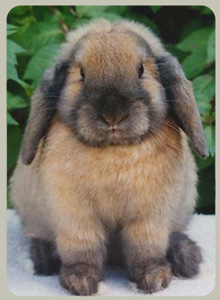 Dandelion Rabbit Stud - Rabbit Breeder for pet and show - NSW