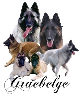 Graebelge Kennels - Belgian Shepherd breeder, Bunyip, VIC