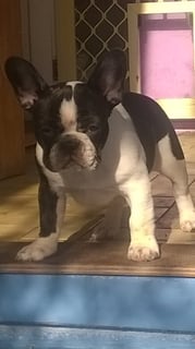 Mortonplace French bulldogs -  French Bulldog Breeder - Woodside, VIC