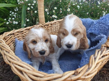 Alinta Kennels - Cocker Spaniel Breeder - Ross Creek - VIC