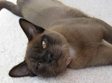 Amalea Burmese Cat Breeders, Melbourne, VIC