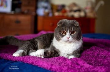 Salvador Scottish Folds - SE QLD