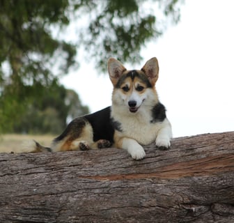 Nireno Kennels -  Pembroke Corgi Breeder - Oberon, NSW