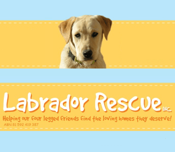  Labrador Rescue 