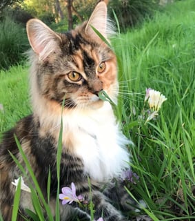 Jakobi Maine Coons - Maine Coon Breeder - WA