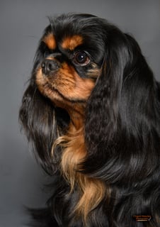 Kookoora Cavaliers - Cavalier King Charles Spaniel Breeder - Gawler, SA