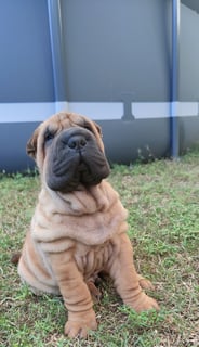 Shaylar Kennels - Sharpei Breeder - Cairns Qld