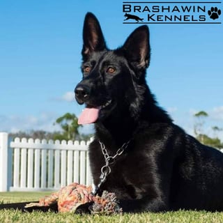 Brashawin German Shepherd Dogs - Mid North Coast NSW