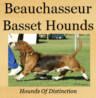 Beauchasseur Kennels & Basset Hound Breeder - South Australia