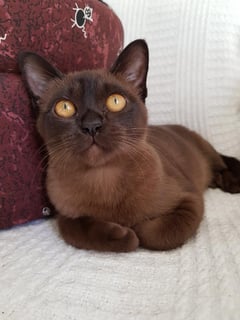 Littlebell Cattery - Tonkinese, Burmese, Orientals - Berry, NSW