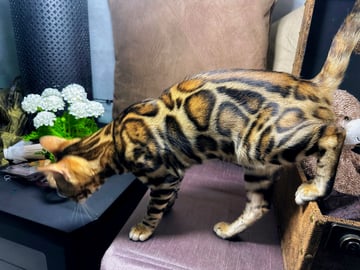 Migaloo Bengals - Bengal Cat Breeder - South East Queensland