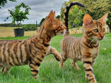 El'Sprite -  Toyger and Tonkinese Cat Breeder - Oberon, NSW