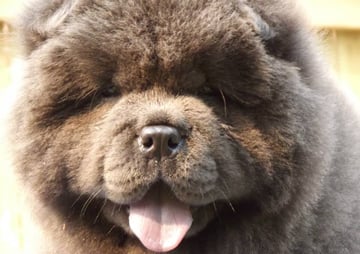 CHOWPRIDE - Chow Chow Breeder - Sydney, NSW