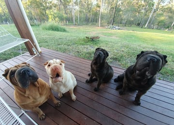 PEIPERED Shar Peis - Shar Pei Breeder - Gladstone, QLD