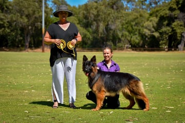 Breeder of German Shepherds, Older Style Straight Toplines. 