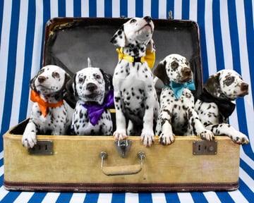 Wonderdal Dalmatians - Dalmatian Breeder - Wandong, Victoria