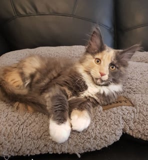 Angelfire Maine Coons Cattery - Maine Coon Cat Breeder - Perth, WA