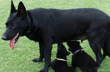 VonBIOS German Shepherds - Melbourne, VIC