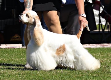 Landmark Cocker Spaniels - American Cocker Spaniel Breeder - Canberra, ACT